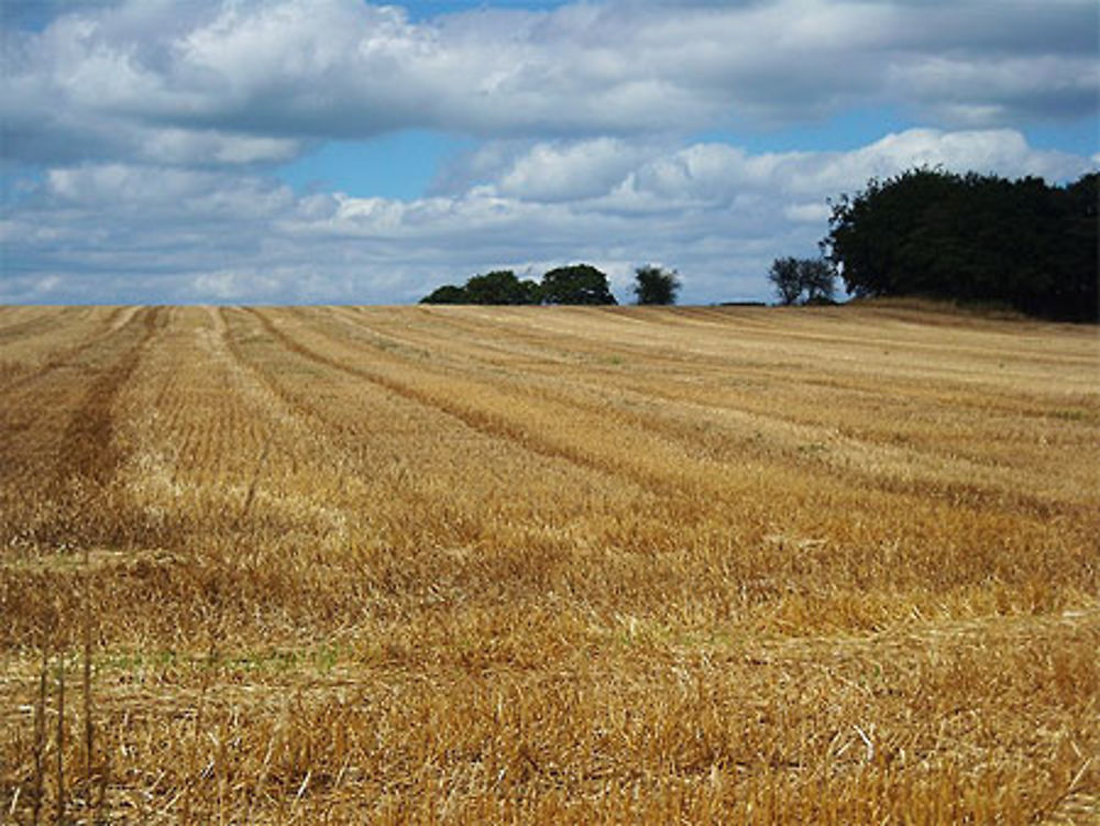 Champ de blé moissonné