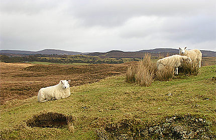 Moutons écossais
