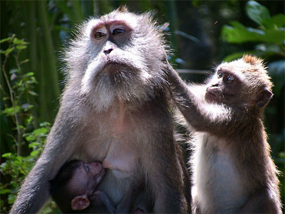 Ubud : Monkey Forest