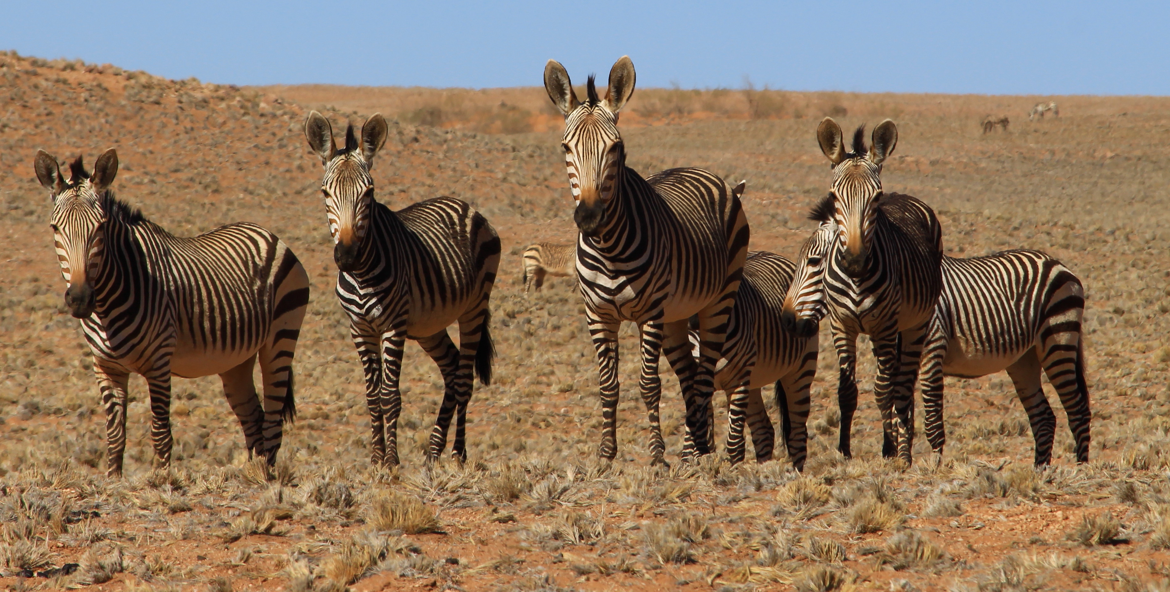 Namibie Zèbres Animaux Animaux Namibie — free download