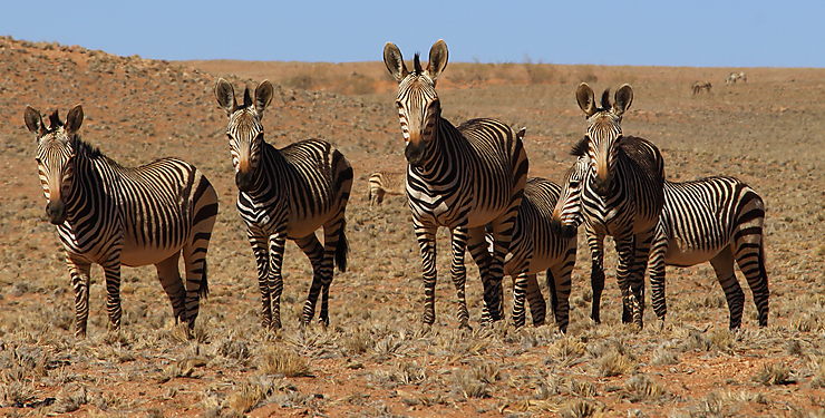 Zèbres, Namibie