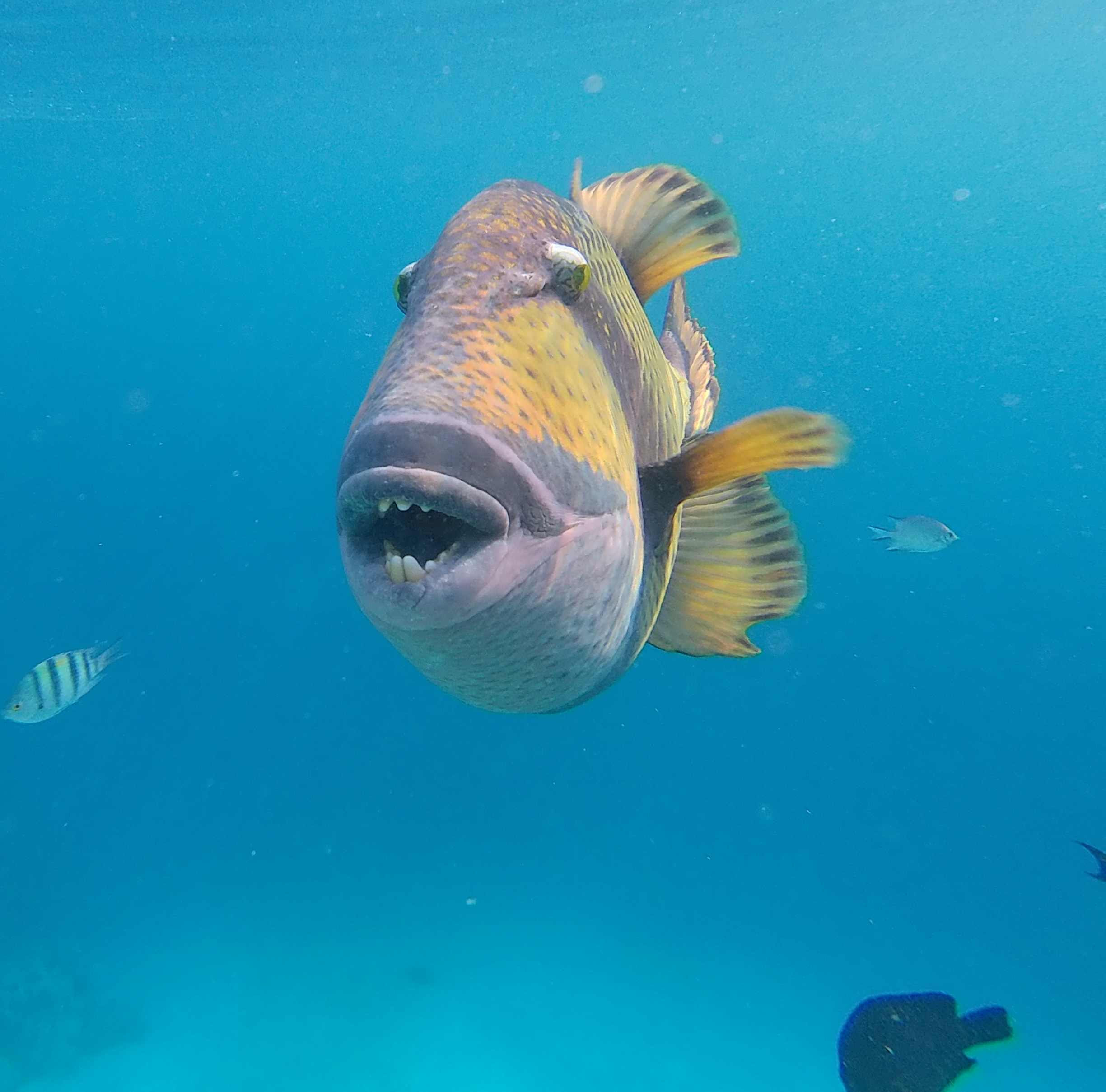 Tiger fish Tiger fish