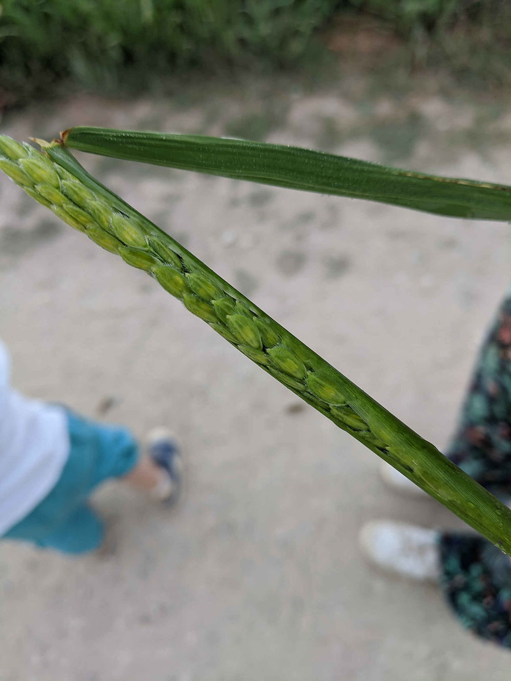 Grains de riz en croissance