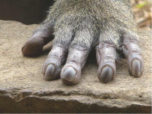 Séance de manucure au zoo Mvog-Betsi Séance de manucure au zoo Mvog-Betsi