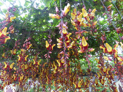 Tunbergia mysserensis (orchidées)