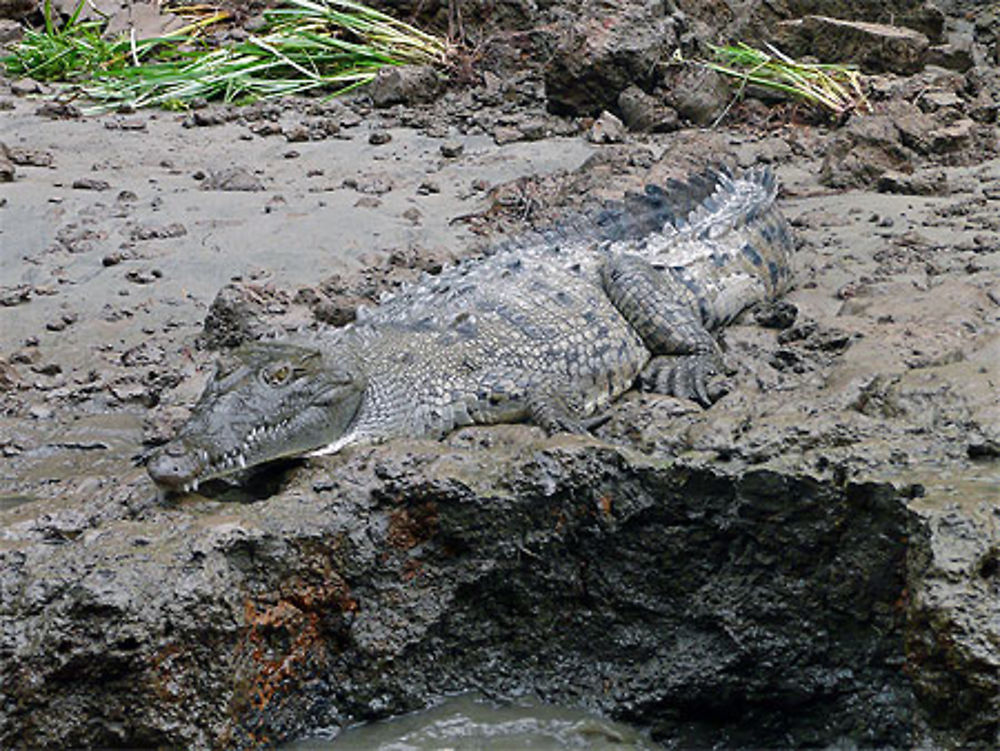 Crocodile se chauffant au soleil