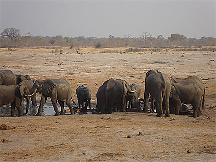 Eléphants à Nyamandlovu Pan