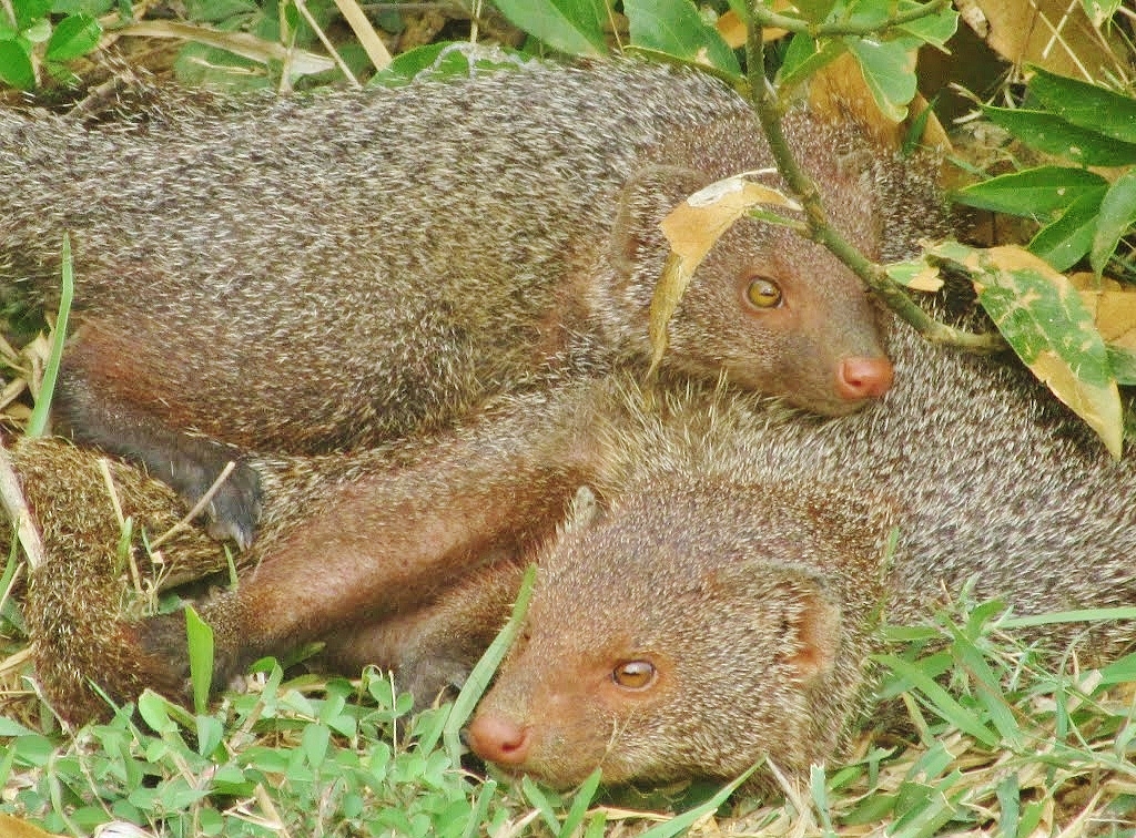 Mangouste à Yala