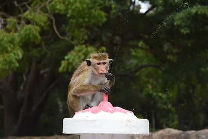 La pause rafraîchissante du macaque à toque