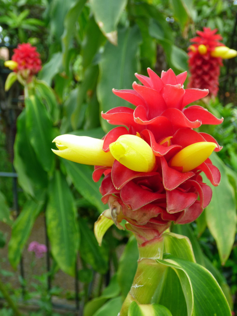 Costus barbatus