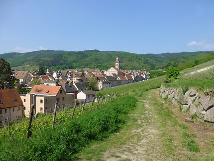 Sentier viticole à Riquewihr, Alsace