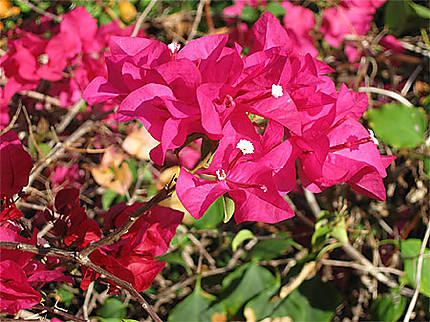 Bougainvillier rose fuschia
