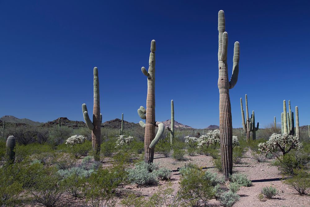 Saguaro 