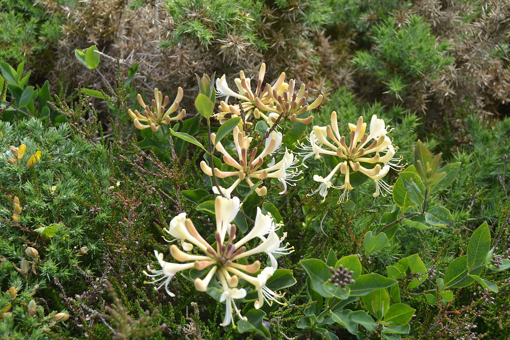 Chèvrefeuille dans la Lande pointe Touliguet 