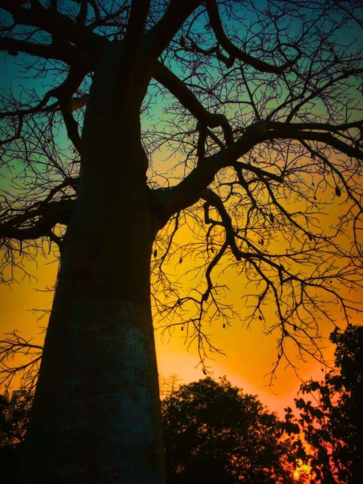 Coucher de soleil derrière un baobab 
