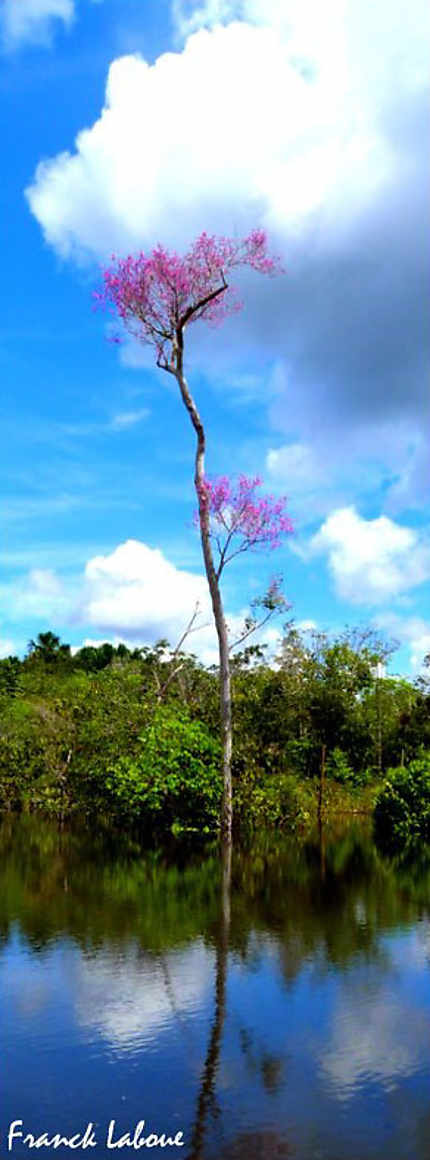 Belles couleurs d'Amazonie