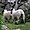 Moutons en estive à la Gaubie