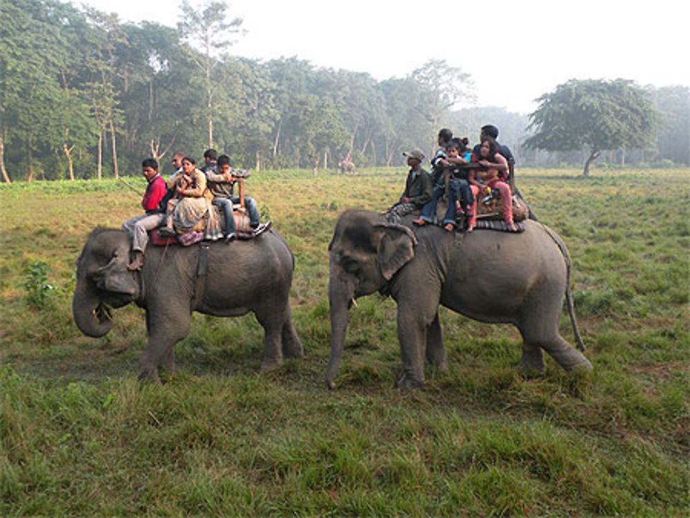 Tour d'éléphants