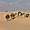 Chameaux dans le désert 