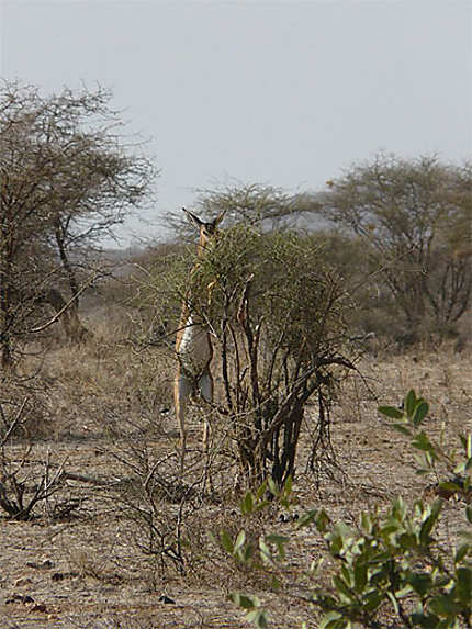 Gerenuk femele