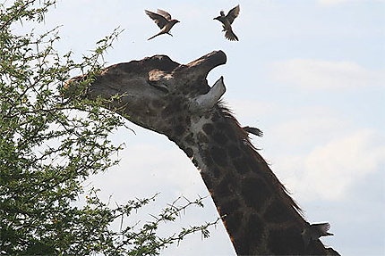 Girafe au parc Kruger
