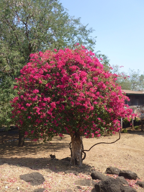 Bougainvillier Bougainvillier
