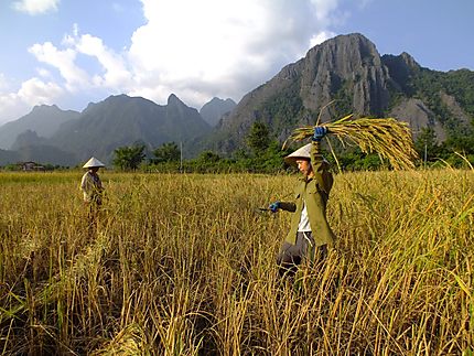 Les rizières à Vang Vieng