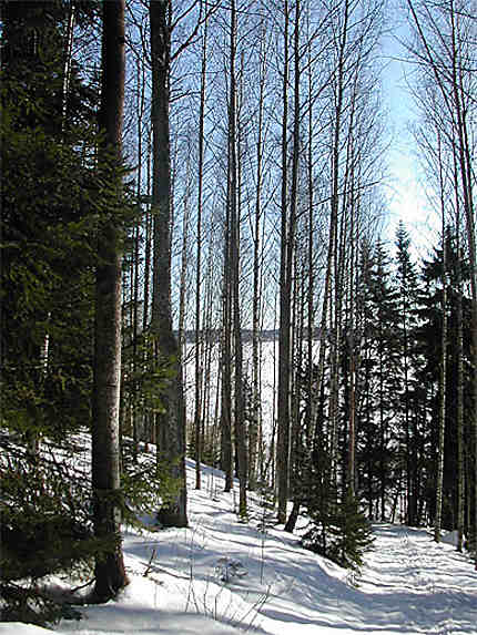 Forêt finlandaise