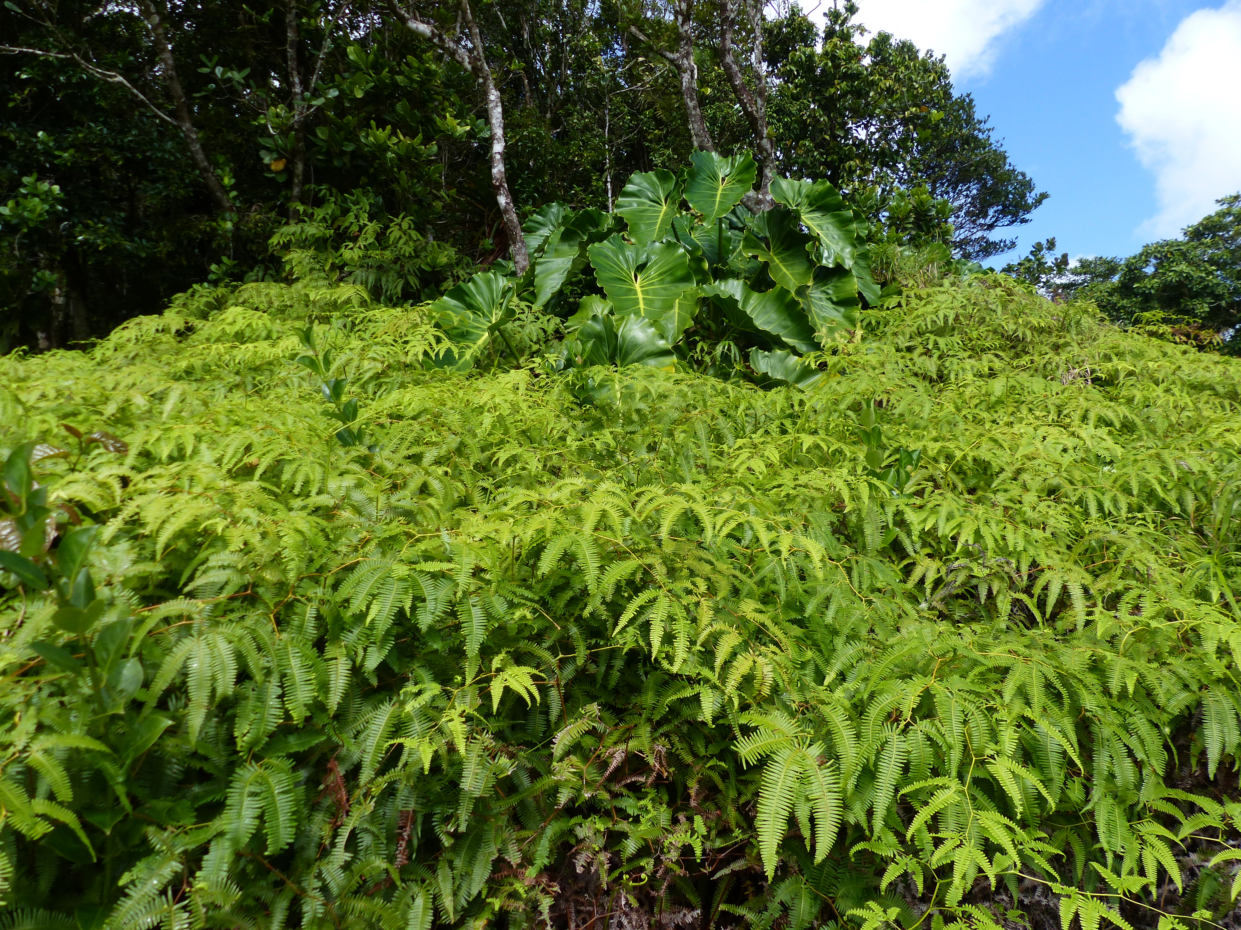 Végétation tropicale Végétation tropicale