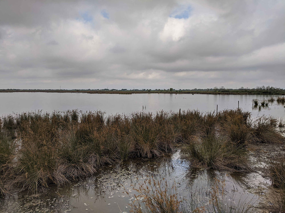 Etangs de Camargue