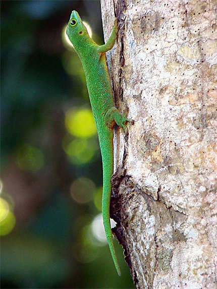 Gecko vert