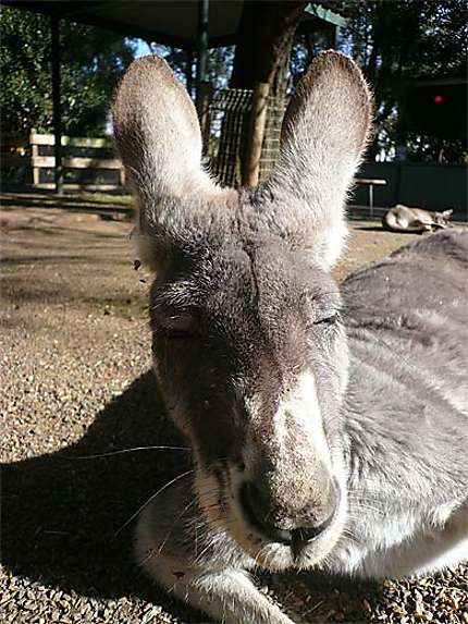 Un kangourou sympa