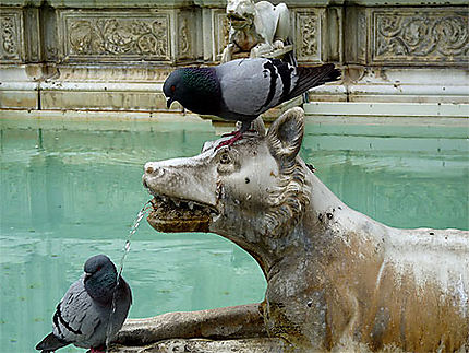 Le loup et les deux pigeons