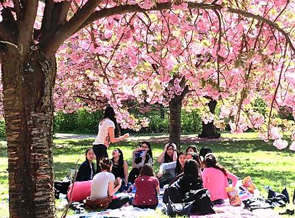 Hanami dans les jardins du Château