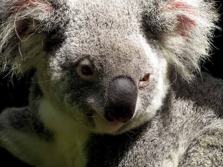 Koala – Australie