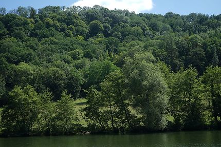 Au fil de l'eau, depuis le Ravel : Forêts : Province de Namur : Belgique 