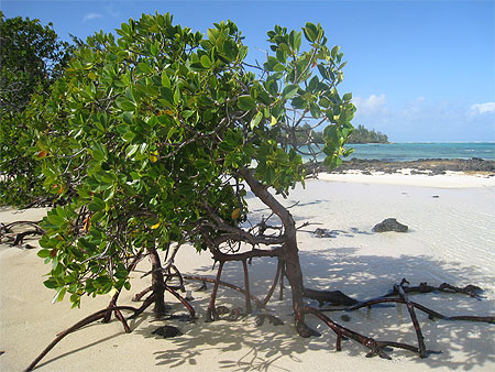 Ile aux Cerfs Ile aux Cerfs