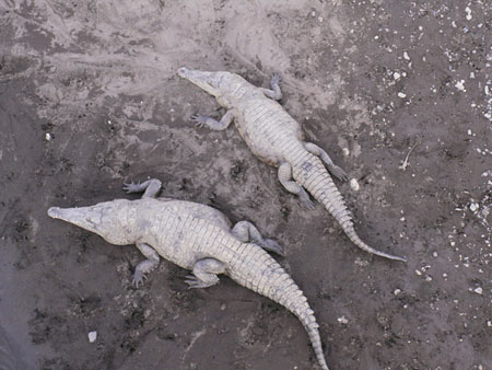 Crocodiles se prélassant Crocodiles se prélassant
