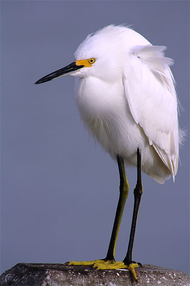 Oiseau qui semble avoir froid ! Oiseau qui semble avoir froid !