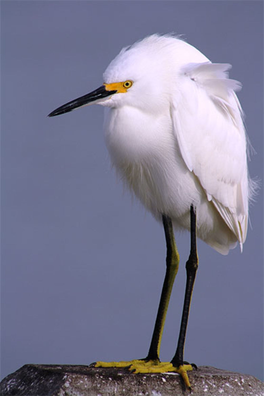 Oiseau qui semble avoir froid !