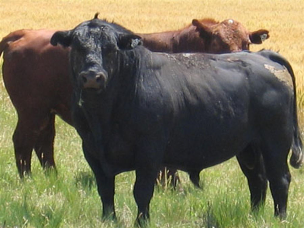 toro de la Pampa