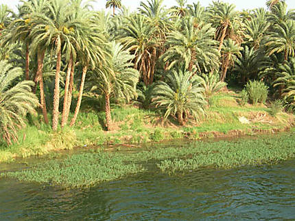 Palmiers dattiers le long du Nil