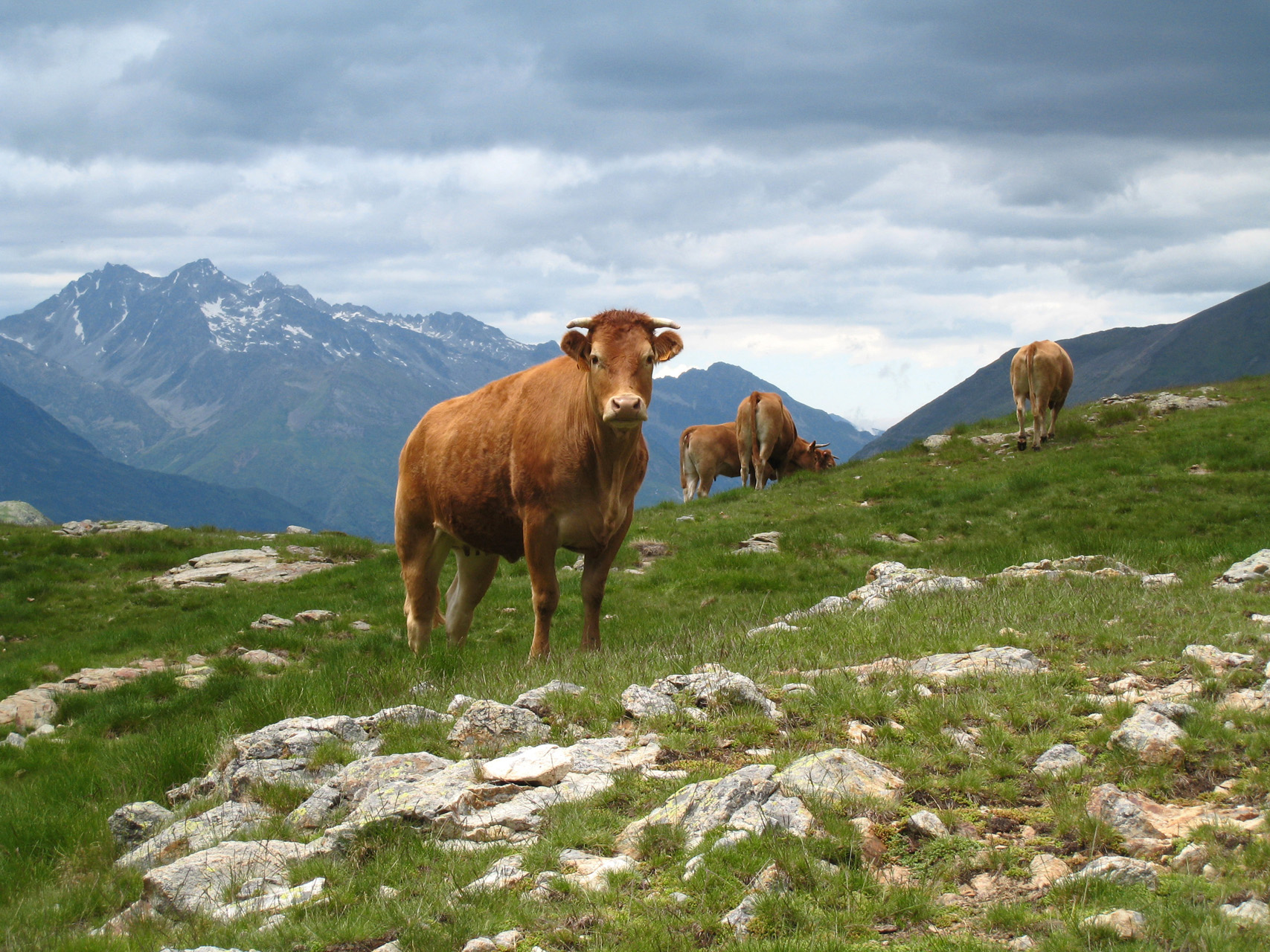 Vaches Vaches
