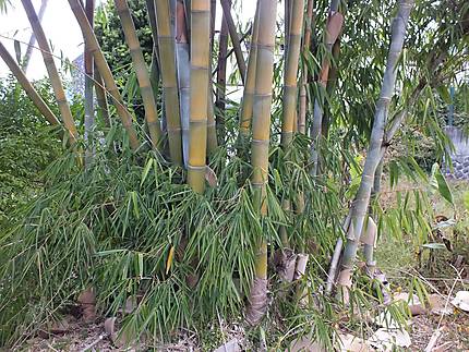 Bambous géants