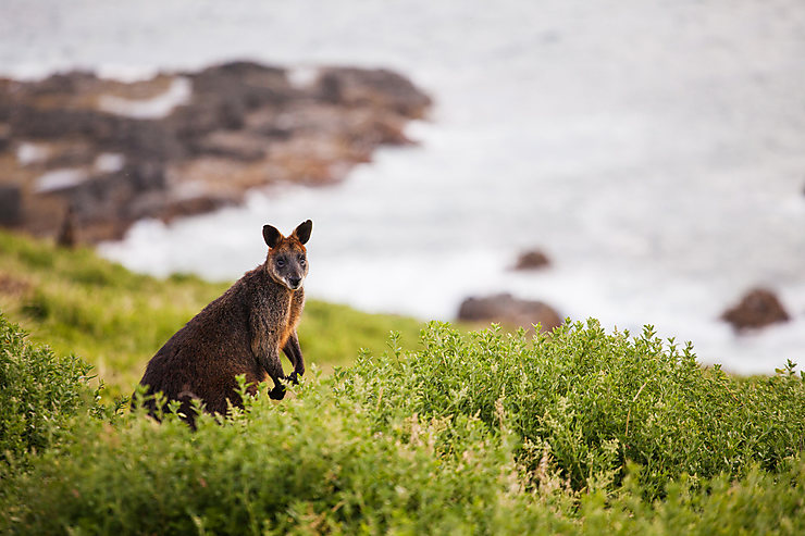 Australie - KI Wilderness Trail : un nouveau trek à Kangaroo Island