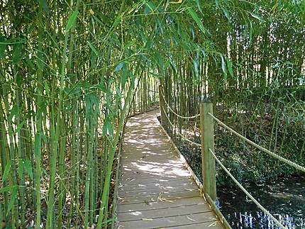 Chemin de bambous