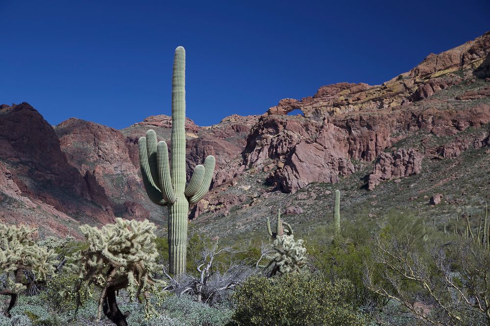 Organ Pipe National Park