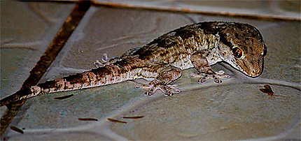 Gecko en chasse à Ngaparou