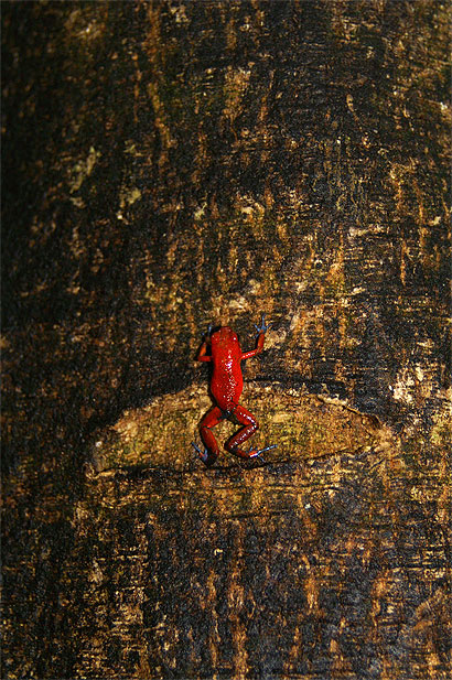 Petite grenouille rouge Petite grenouille rouge
