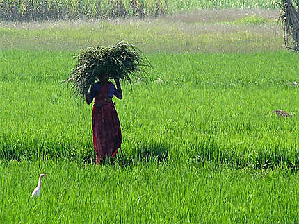 Rizière, Une femme et une grue dans la rizière